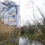 L'HEPIA a créé un étang urbain de démonstration qui a été présenté vendredi à l'occasion de la journée mondiale des zones humides. KEYSTONE/MARTIAL TREZZINI